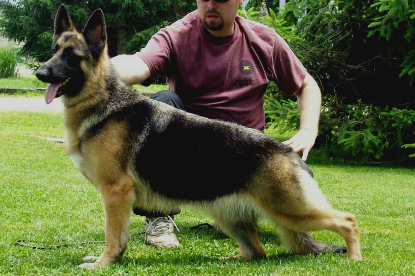 German Shepherds at Gerans, AKC German Shepherd Puppies, German